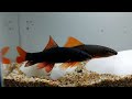 The Secret Life of Rainbow Sharks: A Close-Up Look (Epalzeorhynchos frenatum)