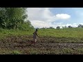 rice field | province life