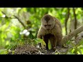 Living with Nature in Guyana's North-East - Rare Wildlife Encounters | Full Documentary