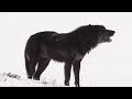 The alarm barking of an alpha male wolf in Yellowstone