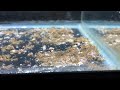 Blue Acara Fry March 2020