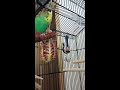 Sofia in her cage playing - Parakeet/Budgie