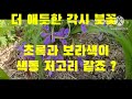 청순한 보라색 각시붓꽃이 어마어마하게 피어납니다