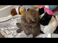 Happy Mothers Day! Baby beaver bottle tantrum.