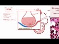 Heart Failure | Clinical Presentation