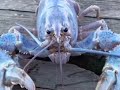 scary lobter