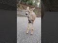 baby deer