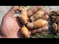 How To Grow Turmeric/Haldi In Pots (With Full Updates)