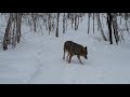 Dog and Wild Coyote best friend for couple years now.