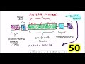 53 things about p53 (facts about the guardian of the genome)