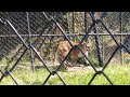 BIG TIGER @Nainital Zoo - Tiger #BENGALTIGER