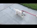 Walking Karnak the Cairn Terrier Part 2