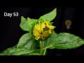Growing Sunflower Time Lapse - Seed To Flower