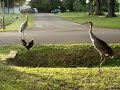 Rooster VS Crane