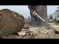 Spur cutting the Silver Maple stem.