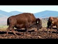 BISON ROUND UP | Seriously Powerful Animals!