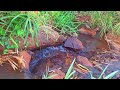 SMALL BUBBLING STREAM, PEACEFUL BIRDS CHIRPING, CALMING FOREST AND WATER FLOWING SOUNDS