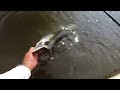 Getting Redemption on Giant Backwater Snook and Tarpon!