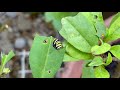 Monarch caterpillar eating a milkweed leaf closeup