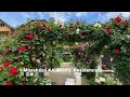 【Private Residence】Master gardener's rose gardens 2024. 有名庭師宅のバラ園2024 #4khdr