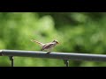 Cardinal feeding mate, curious female watches me while she eats - 4K120