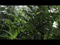 Relax Sounds of Rainstorm and Wind in Forest 1 Hour / Rain Drops Falling From Trees with Wind