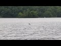 Loons on lake Dunmore Vermont