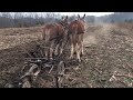 Draft mule team. Watch them work off voice commands plowing. MUST SEE THIS !!!!!!!!