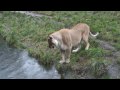 Female lion at the zoo is intimidated by her own reflection