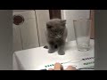 😂 So Funny! Funniest Cats and Dogs 2024 🙀 Best Funny Cats Videos 2024 😍😅