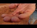 Half A Kilo Gold Nugget Is Dozed In Western Australia Prospecting 101 Shows You How To Get Deep Gold