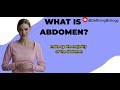 What Is The Abdomen? |Definition