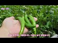 Raising green peppers with store green peppers,  that are good for diabetes.