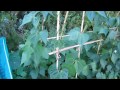 Doug's Allotment - July 21 - Allotment update - Sunflowers & Onion harvest