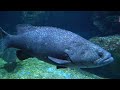 The Best 4K Aquarium 🐠 11 Hours of Beautiful Coral Reef Fish - Sleep Relax Meditation Music