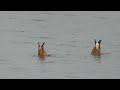 Green Sandpiper, Black Tailed Godwit and Ruddy Shelduck