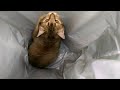 Spring, Lap Cat of Fryode Lab Playing In the Trash Can