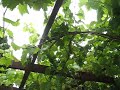 Grape vine patio cover