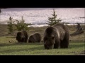 Yellowstone   Battle for Life winter summer  720p HD