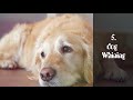 Dog Crying and Whining Loud - Sound Effects of 5 Crying Dogs