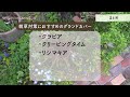 【雑草対策🌱総集編】ずぼらなのに雑草の悩みゼロ！？実際にやっている方法を詳しく解説します【ガーデニング】【園芸】