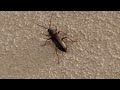 ESCARABAJO gigante / Giant BEETLE (Orion maurus - Cerambycidae)