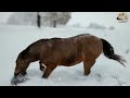 30 Dangerious Horse Kicks Moments Caught on Camera !