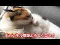❤超絶美人猫様による華麗なるぐで寝姿をご覧ください❤【Japan beautiful cat】【にゃんこ】【癒し動画】