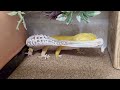 Shedding] Common leopard gecko shedding its skin is too amazing.