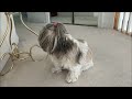 Older Shih Tzu's morning routine 😊 | Lacey dog is ready for a nap on her cooling mat 😴🐾