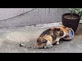 I saw a street cat I knew in a year.