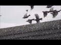 Starling Hordes Descend on Bempton Bridlington East Yourshire Roofs