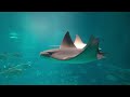 Osaka Aquarium Kaiyukan Walking Tour (2023) (4K HDR)