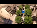 Indoor cannabis grow...platinum GMO and platinum gorilla glue